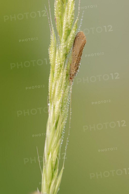 Caddisfly (Leptoceridae spec.) with dewdrops, North Rhine-Westphalia, Germany, Europe