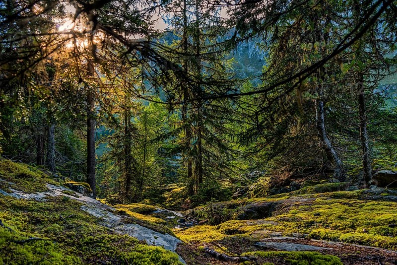 Hiking trail in the Swiss stone pine forest, Swiss stone pine (Pinus cembra), light mood, backlight, sun, tourism, nature, natural landscape, Aletsch region, Valais, Switzerland, Europe