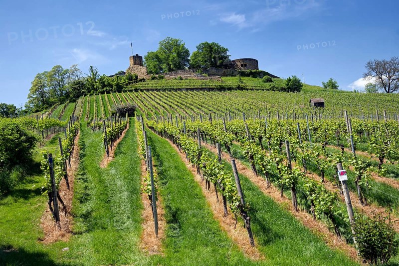 Vineyards at the Weibertreu castle ruins, Weinsberg, Neckargemünd, Baden-Württemberg, Germany, Europe