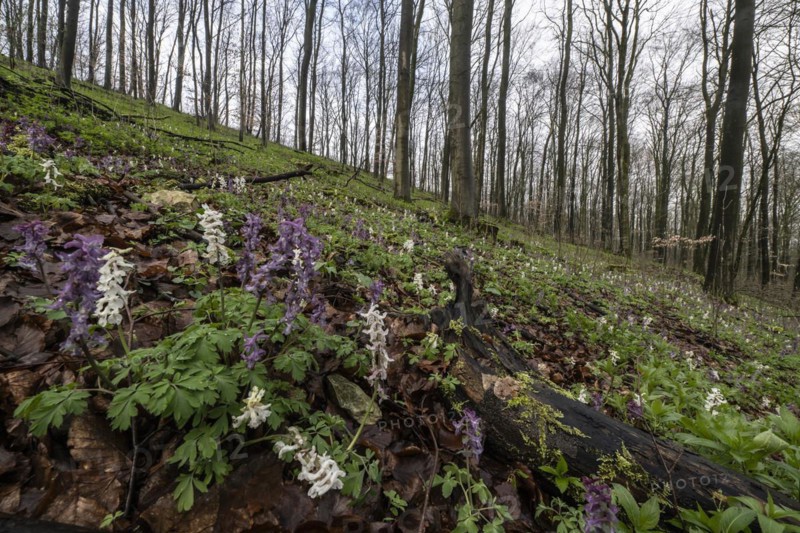 Hollow larkspur (Corydalis cava), Bad Iburg, Lower Saxony, Germany, Europe