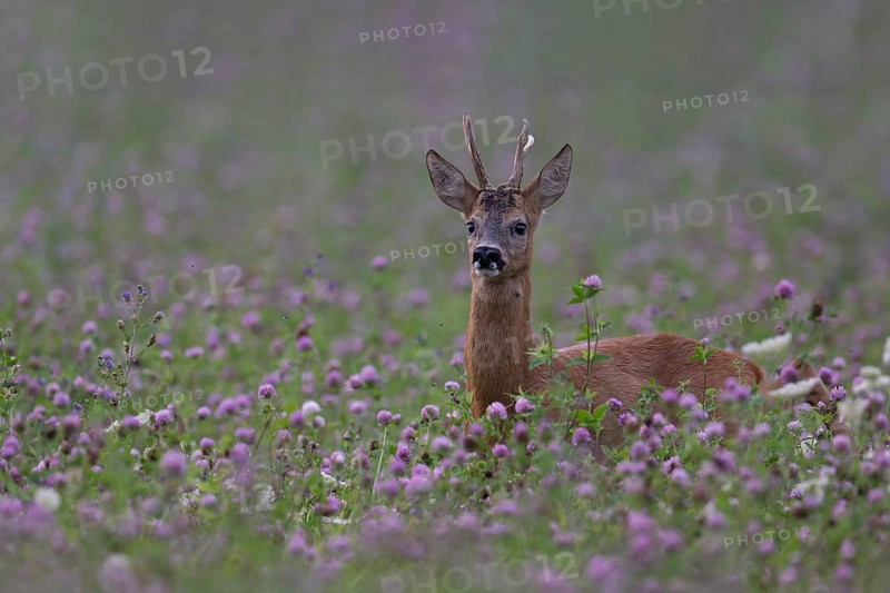 Roebuck in the clover field, Wittlich, Rhineland-Palatinate, Germany, Europe