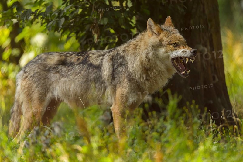 Wolf (Canis lupus), growling wolf stands on alert in a lush, green forest, Wolf (Canis lupus), summer, Germany, Europe