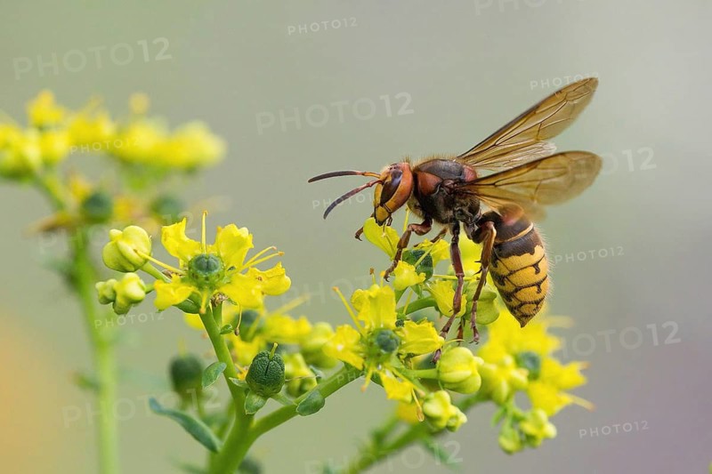 A european hornet (Vespa crabro) sits on a yellow flower, common rue (Ruta graveolens), and sucks nectar, photographed in a natural environment, Hesse, Germany, Europe