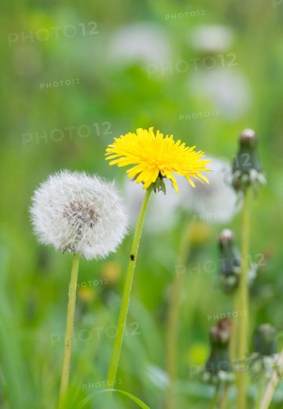 Yellow flower next to a dandelion on a blurred green background, symbolising transformation, metamorphosis, a female tick, wood tick (Ixodes ricinus) lurking almost invisibly on the stalk of the yellow flower, meadow full of dandelions, Common dandelion (Taraxacum ruderalia), seed heads with seeds on flying umbrellas (pappus), umbrella flyer, several closed seed heads, symbol of lightness and wishes, macro shot, close-up, spring, spring, summer, Allertal, Lower Saxony, Germany, Europe