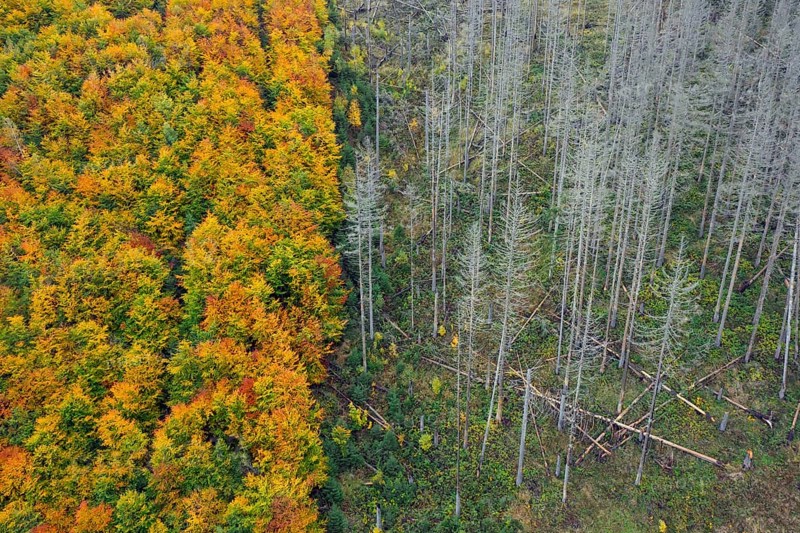 Mixed woodland next to dead spruce forest, destruction from European spruce bark beetle (Ips typographus) infestation, Harz National Park, Germany, Europe