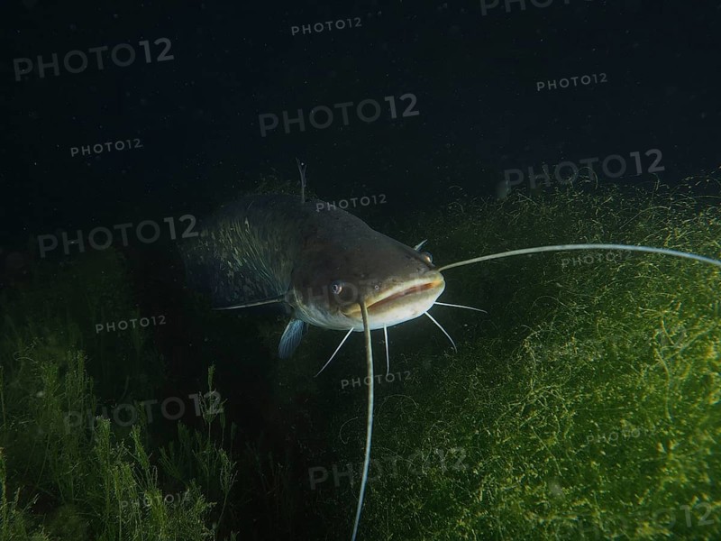 A catfish (Silurus glanis), Waller, swims amidst underwater plants in the dark water. Dive site Zollbrücke, Rheinau, Canton Zurich, Rhine, High Rhine, Switzerland, Germany, Europe