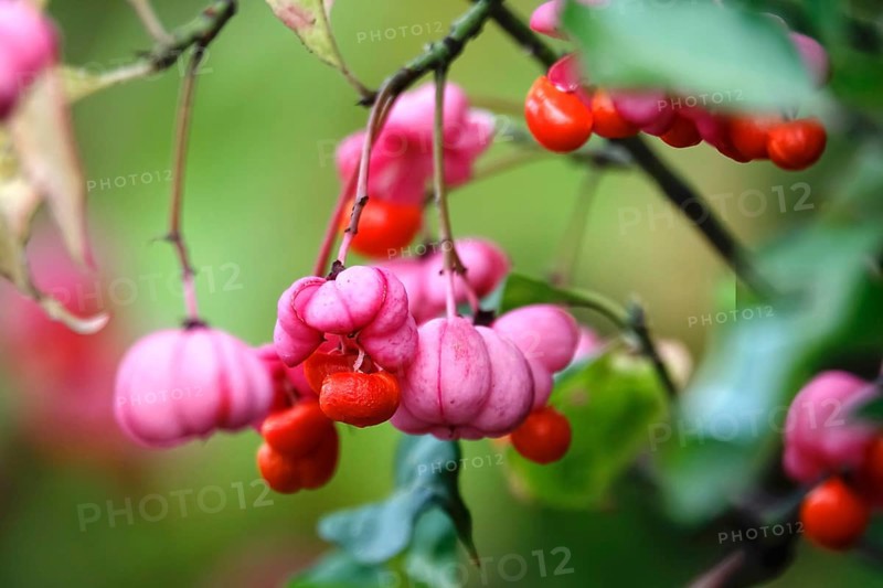 European spindle (Euonymus europaeus), October, Germany, Europe