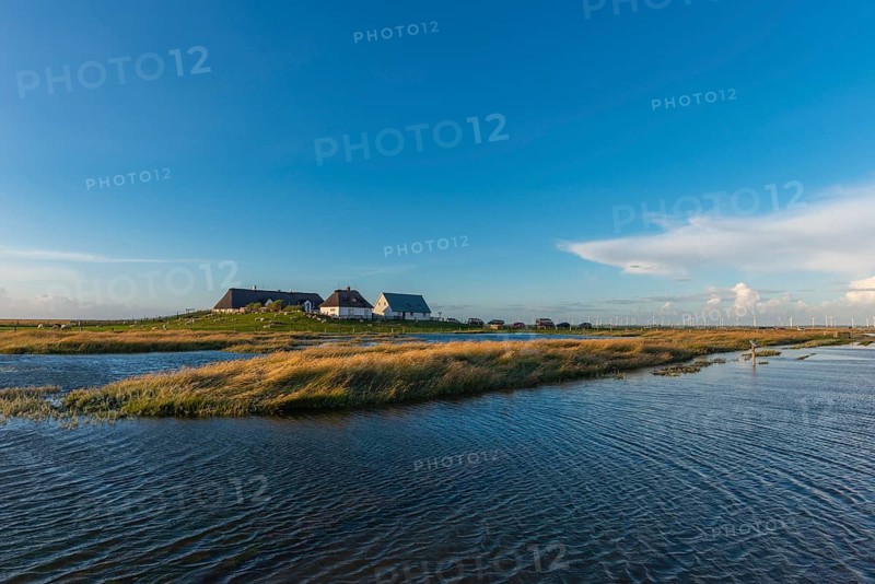 Hamburger Hallig, Reußenköge, North Frisia, dwelling mound, reed houses, grasses, sheep, evening light, blue sky, Schleswig-Holstein, North Germany, Germany, Europe