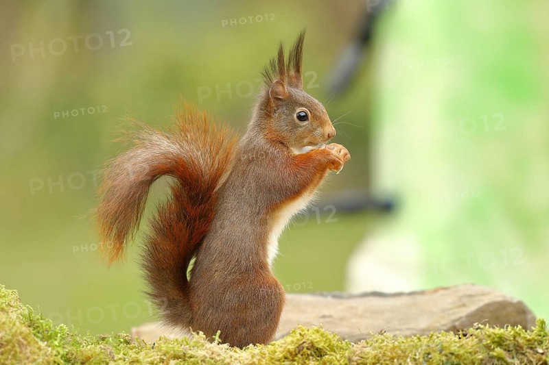 Eurasian red squirrel (Sciurus vulgaris), at a bird feeder in the garden, wildlife, Wilden, North Rhine-Westphalia, Germany, Europe