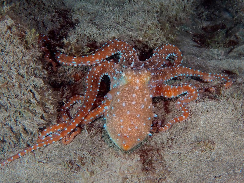 White spotted octopus (Callistoctopus Octopus macropus) at night. Dive site El Cabron Marine Reserve, Arinaga, Gran Canaria, Spain, Atlantic Ocean, Europe