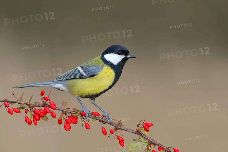 Great tit (Parus major) on green red barberry (Berberis thunbergii) with red berries in autumn, Siegerland, North Rhine-Westphalia, Germany, Europe