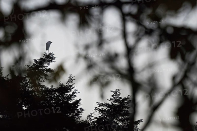 An egret (Ardea alba) in silhouette on a tree in front of a mystical background, Hesse, Germany, Europe