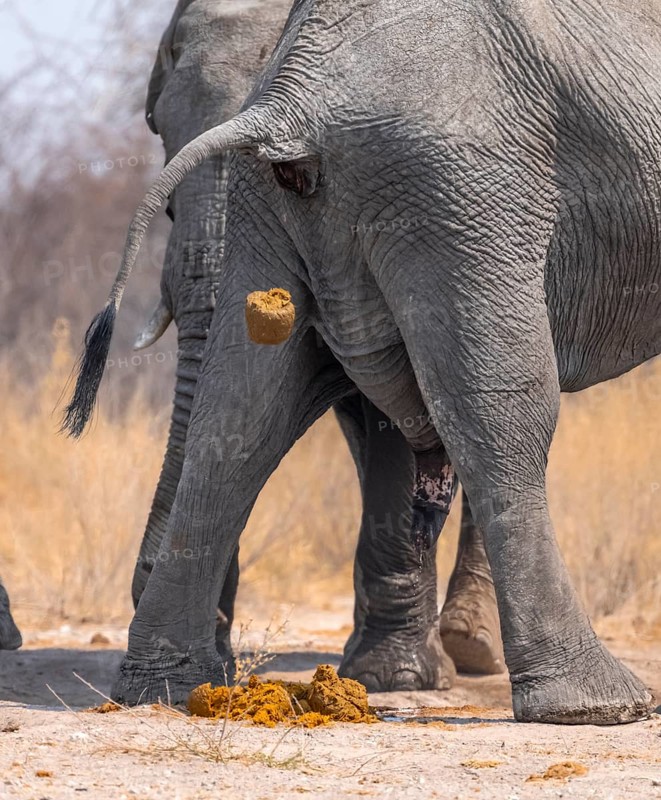 African elephant (Loxodonta africana), adult male, from behind, pooping and peeing, animal faeces, Nxai Pan National Park, Botswana Botswana