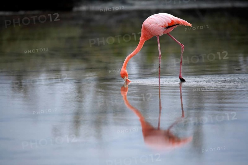Cuba flamingo (Phoenicopterus ruber), Galapagos flamingo (Phoenicopterus ruber glyphorhynchus), water, close-up search, feeding, Galapagos Islands, Ecuador, South America