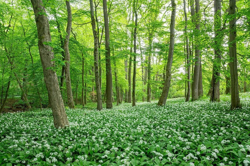 Near-natural deciduous forest with flowering ramson (Allium ursinum), Lower Saxony, Germany, Europe
