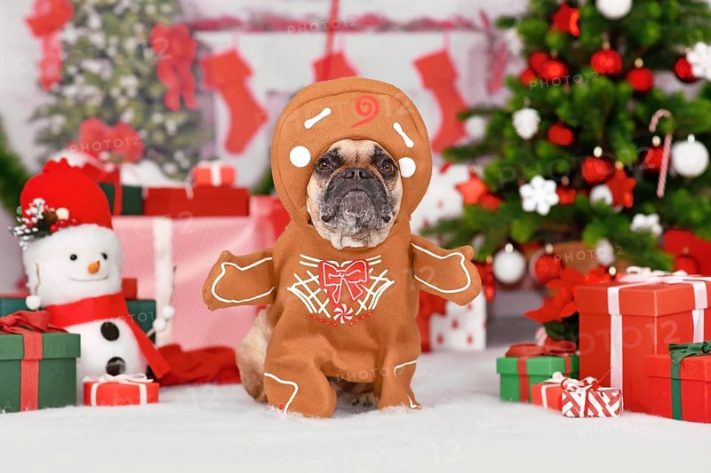 Funny dog Christmas costume. French Bulldog wearing gingerbread outfit with arms surrounded by festive decoration