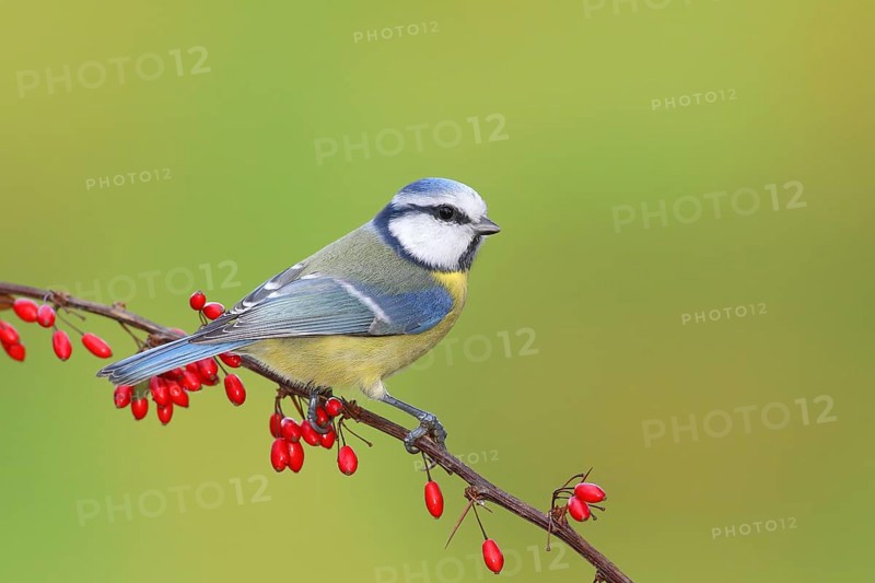 Blue Tit (Parus caeruleus) on Green Barberry (Berberis thunbergii) with red berries in autumn, Siegerland, North Rhine-Westphalia, Germany, Europe