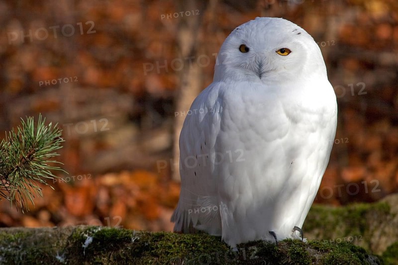 Snowy owl (Bubo scandiacus), male, snowy owl, Bad Mergentheim Wildlife Park, Baden-Württemberg, Germany, Europe