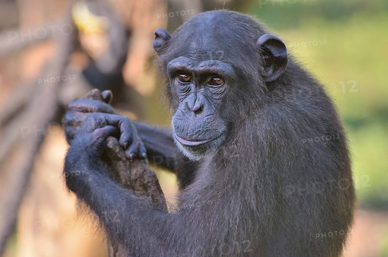 West African Chimpanzee (Pan troglodytes verus), Tacugama Chimpanzee Sanctuary, Province Western Area Tacugama, Sierra Leone, Africa