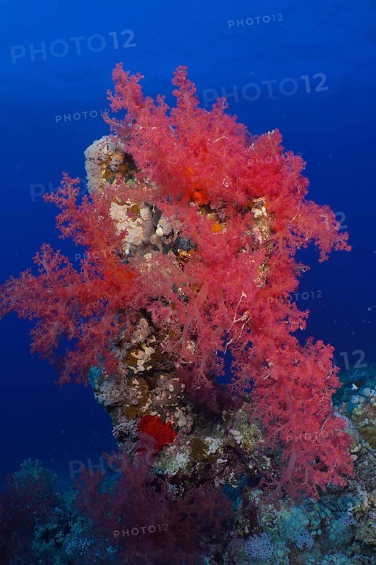 Hemprich's tree coral (Dendronephthya hemprichi), Shaab Claudia reef dive site, Red Sea, Egypt, Africa