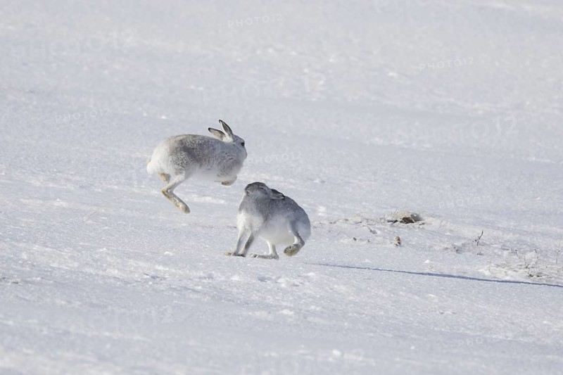 Fighting mountain hare (Lepus timidus), Alpine hares, snow hare female in white winter pelage fending off male in the snow