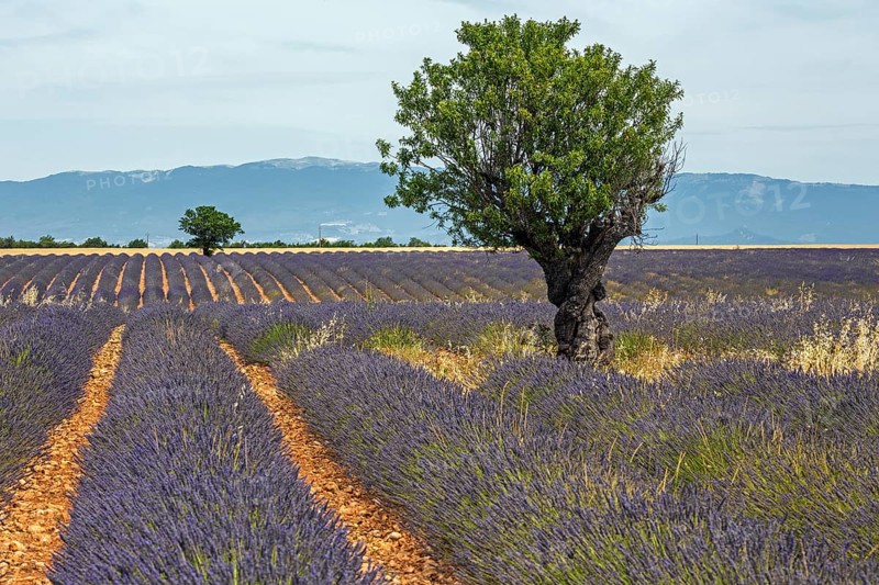 Trees in a lavender field, flowering true lavender (Lavandula angustifolia), near Puimoisson, Plateau de Valensole, Provence, Provence-Alpes-Cote d Azur, Southern France, France, Europe