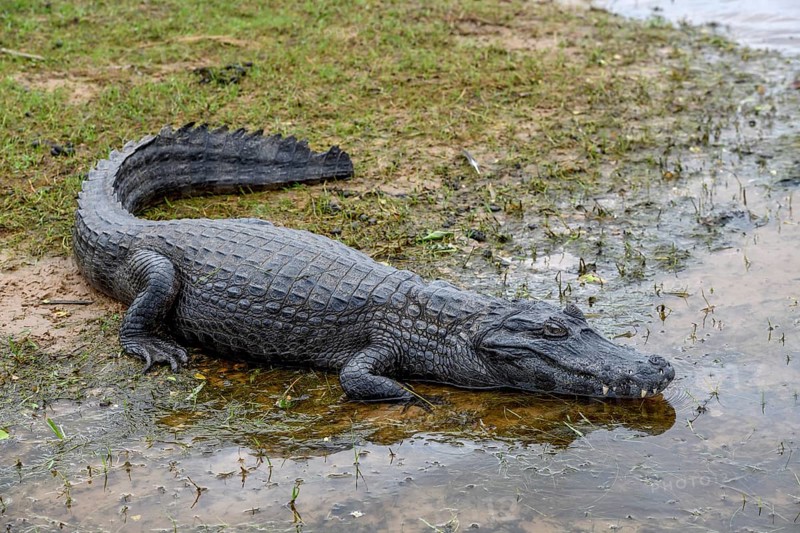 Yacare caiman (Caiman yacare), near Colonia Carlos Pellegrini, Esteros del Iberá, Province of Corrientes, Argentina, South America