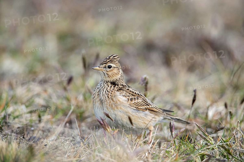 Eurasian skylark (Alauda arvensis) foraging on the ground in spring