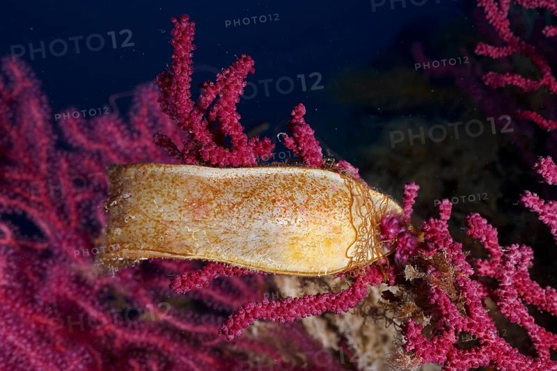 Egg capsule of nursehound (Scyliorhinus stellaris) on violescent sea-whip (Paramuricea clavata) in the Mediterranean Sea near Hyères. Dive site Giens Peninsula, Côte dAzur, France, Europe