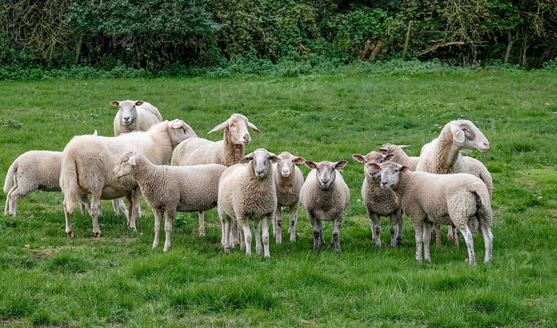 Flock of sheep, Münsterland, North Rhine-Westphalia, Germany, Europe