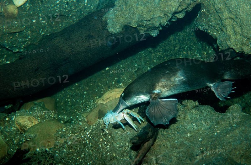 Duck-billed platypus (Ornithorhynchus anatinus), platypus, egg-laying mammals