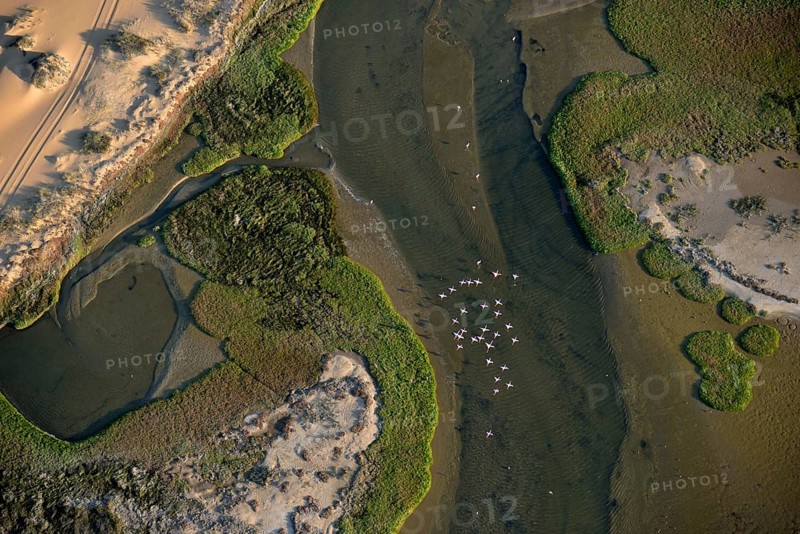 Aerial view, flock of flamingos (Phoenicopterus roseus) above Sandwich Harbour, Namib-Naukluft National Park, Namibia, Africa