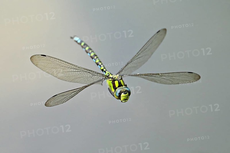 Emperor dragonfly (Anax imperator), in flight, Selger Moor, Canton Zurich, Switzerland, Europe