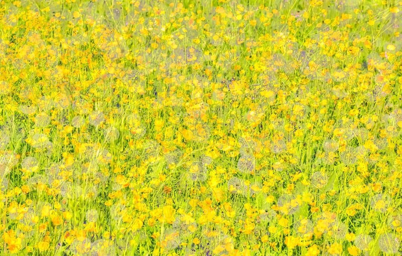 Wildflower meadow, buttercups (Ranunculaceae), oil painting, yellow flowers creative, different plants mixed, artistic shot, alienated flowers, plants, impressionistic art style, vivid spring atmosphere, allover, alienation, dense flower field, soft colours, garden, bed, plants, Germany, Europe