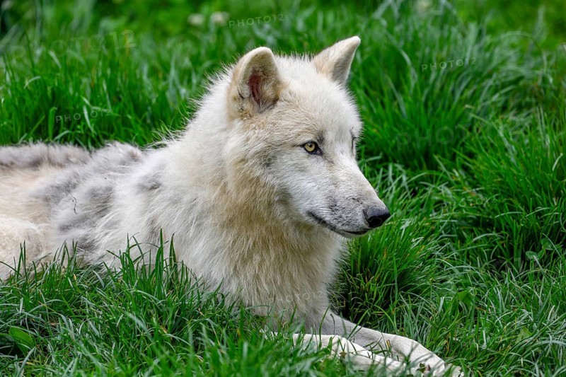 Arctic wolf (Canis lupus arctos), animal portrait, lying, Parc Animalier de Sainte-Croix, Natural Park, near Rhodes, Moselle, Lorraine, France, Europe