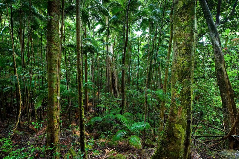 Australian jungle, rainforest, jungle, flora, vegetation, nature, tropics, tropical, Nightcap National Park, Queensland, Australia, Oceania