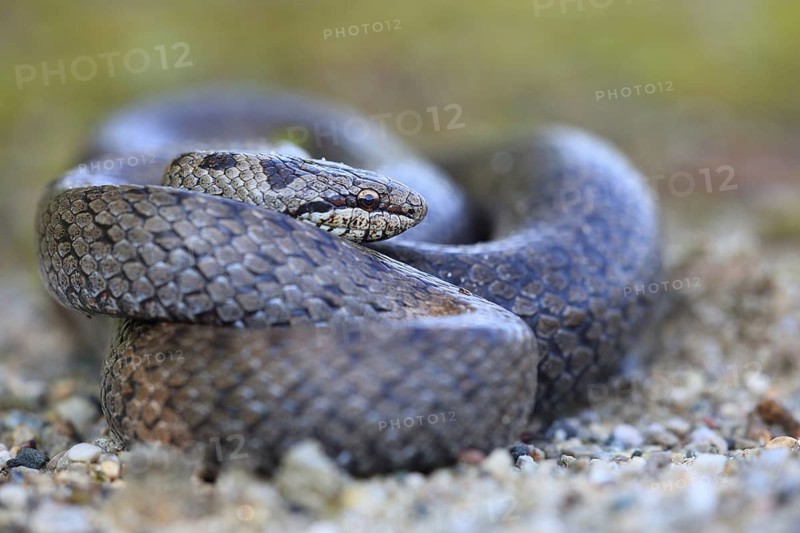 Smooth snake (Coronella austriaca), curled up, Mühldorf, Bavaria, Germany, Europe