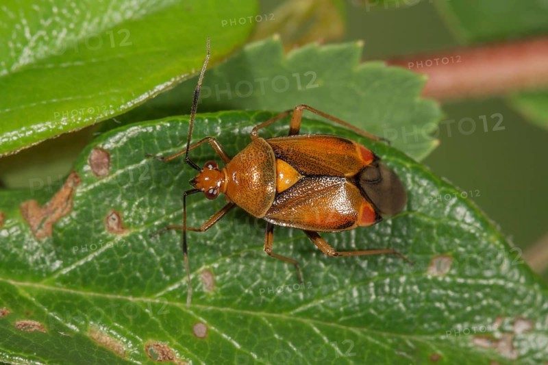 Red soft bug (Dereacoris ruber) on a leaf, Baden-Württemberg, Germany, Europe