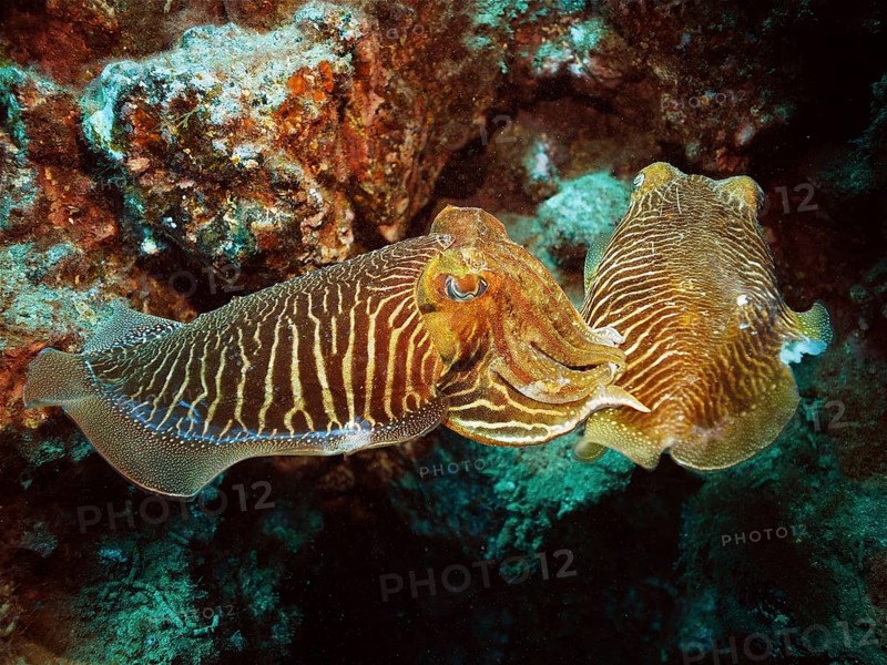 Pair of common cuttlefish (Sepia officinalis), common cuttlefish mating, dive site El Cabron Marine Reserve, Arinaga, Gran Canaria, Spain, Atlantic Ocean, Europe