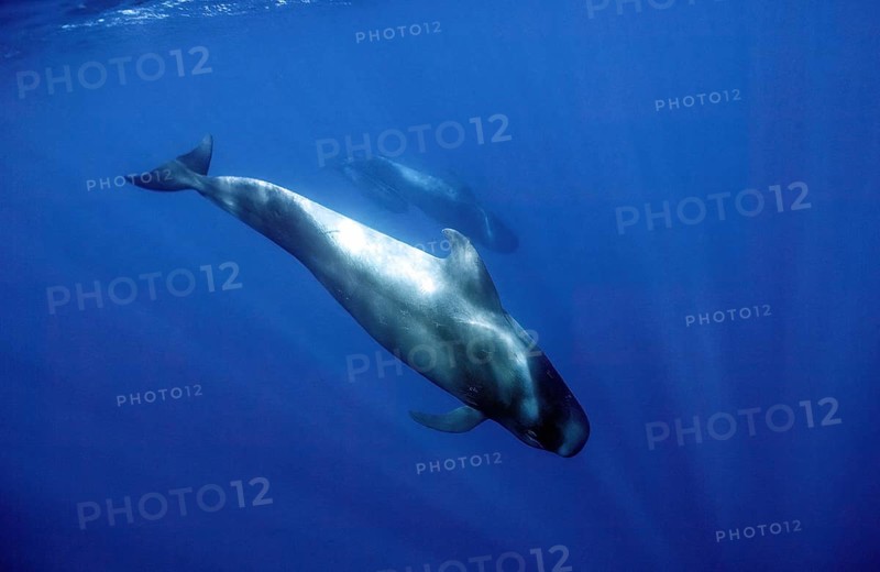 Short-finned pilot whale (Globicephala macrorhynchus) dives into the depths, Eastern Atlantic, Tenerife, Canary Islands, Spain, Europe