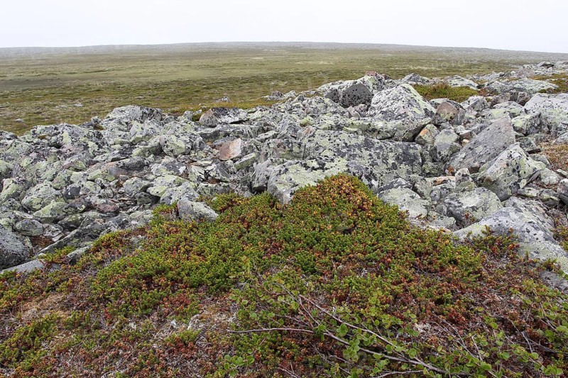 Black crowberry (Empetrum nigrum) and map lichen (Rhizocarpon georgraphicum) in the tundra, Lapland, Norway, Scandinavia, Europe