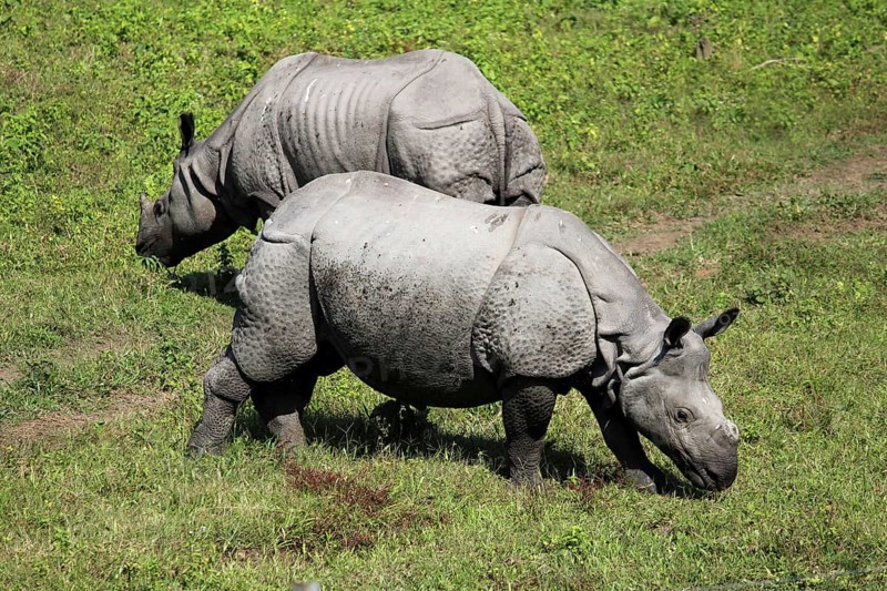 One horned or single horned rhinoceroses grazing at Kaziranga wildlife sanctuary in Assam, India, Asia