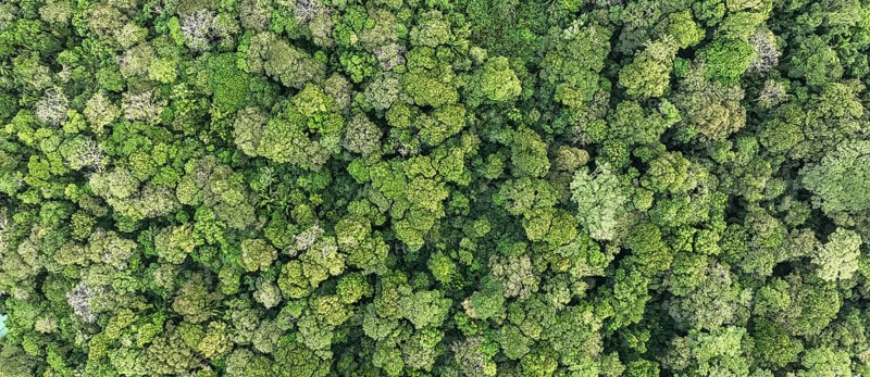 Wallpaper, aerial view, rainforest from above, Tortuguero National Park, Costa Rica, Central America