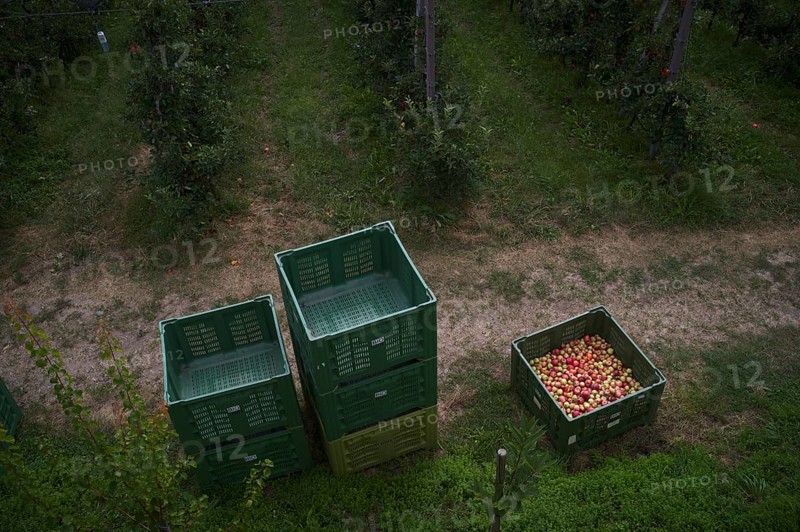 Different apple varieties, Golden Delicious, harvested, in crate, apple harvest, apple orchard, orchard, agriculture, agribusiness, Scena, Scena, South Tyrol, Autonomous Province of Bolzano, Italy, Europe