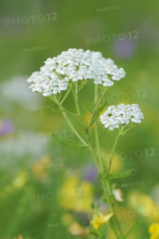 Common yarrow or common yarrow (Achillea millefolium), North Rhine-Westphalia, Germany, Europe