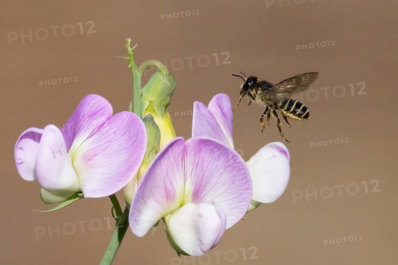 A pea moth bee (Megachile ericetorum) flies towards a purple-white flower, pea (Lathyrus odoratus), in a close-up, Hesse, Germany, Europe