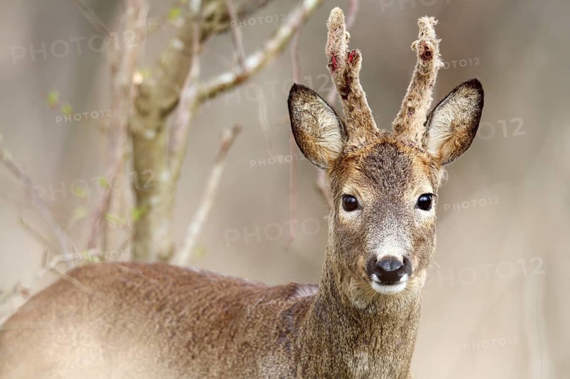 Roe deer looking head-on into the camera, surrounded by branches in the forest, European roe deer (Capreolus capreolus) in the undergrowth, roebuck in the bast, Naturpark Flusslandschaft Peenetal, Mecklenburg-Vorpommern, Germany, Europe
