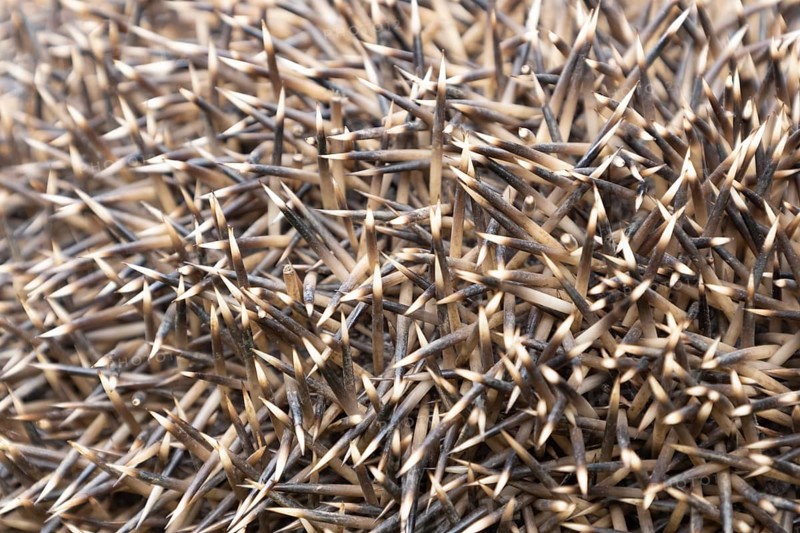 European hedgehog (Erinaceus europaeus) adult animal close up of its prickly spines, Suffolk, England, United Kingdom, Europe