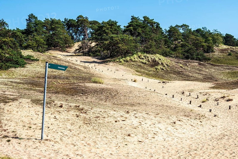 Sand dune Klein Schmoelen near Elbe river, located between Doemitz and Lenzen, Elbe biosphere reserve, Elbtalaue, Germany, Europe