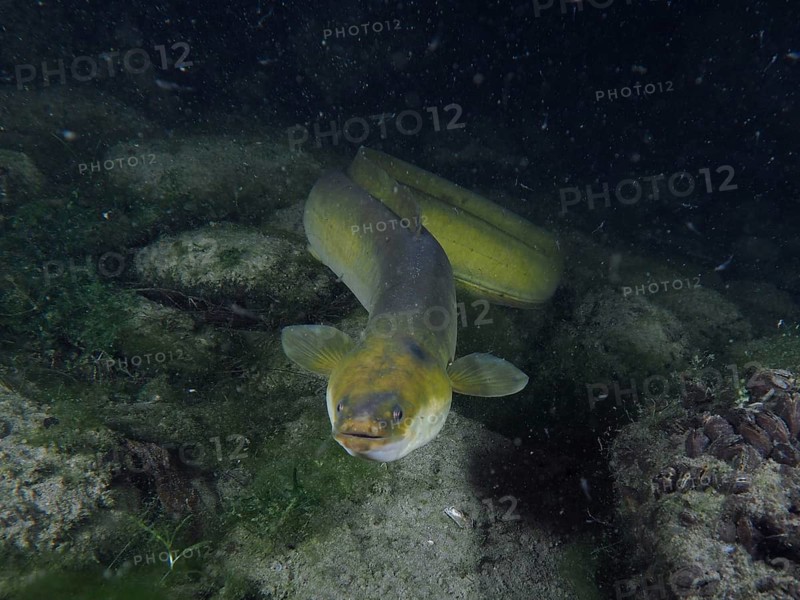 European eel (Anguilla anguilla) at night, Klosterinsel dive site, Rheinau, Canton Zurich, Rhine, High Rhine, Switzerland, Germany, Europe
